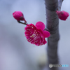 ume