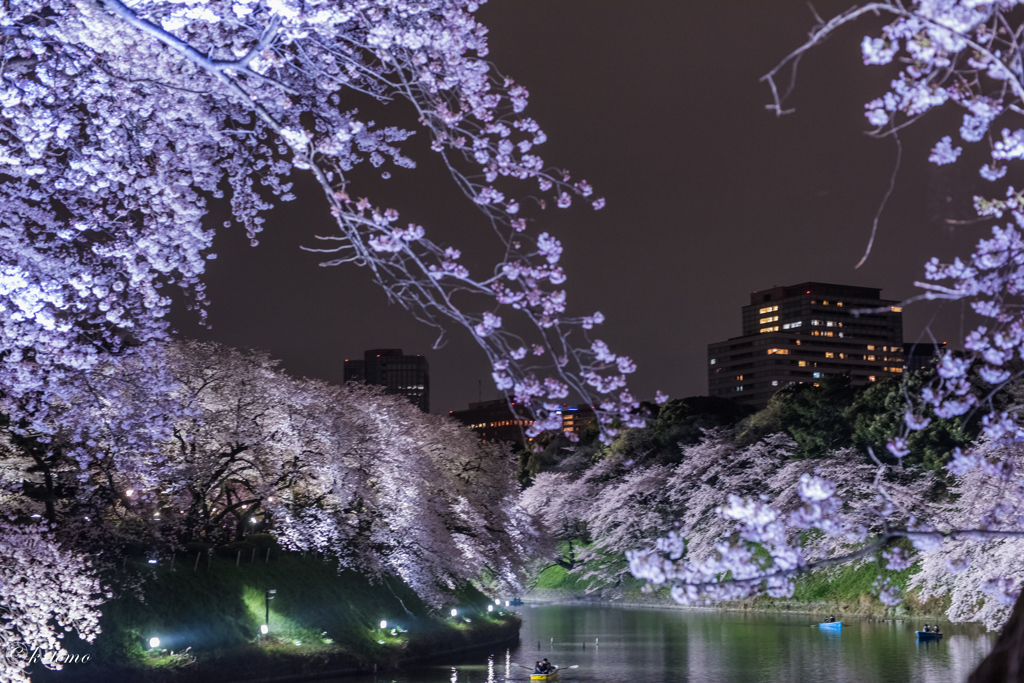 千鳥ヶ淵＿桜観