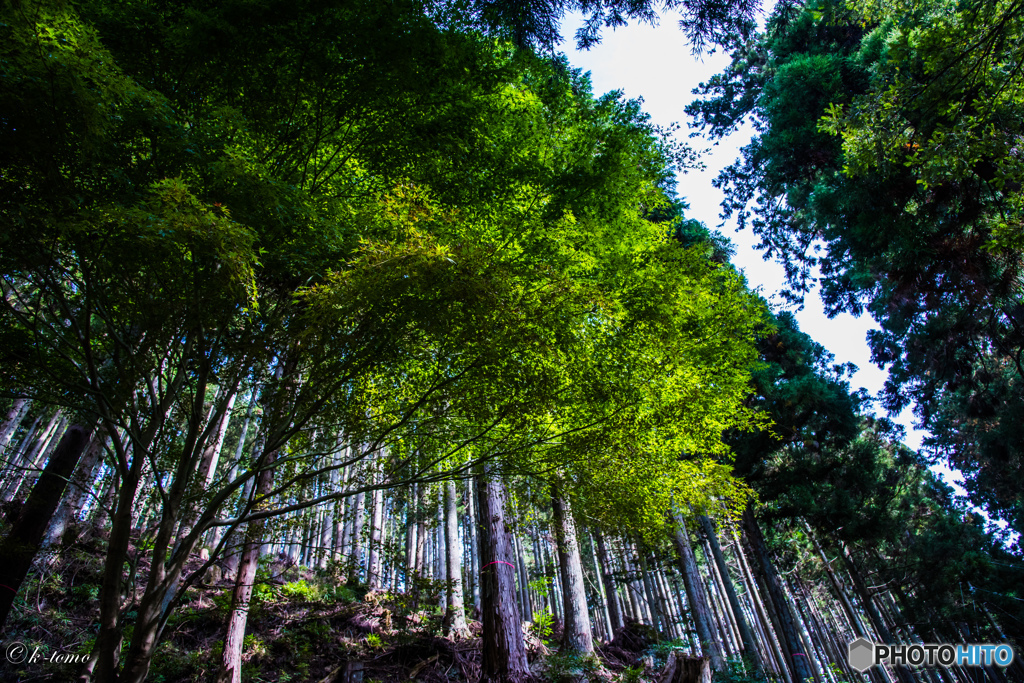 森Ⅱ＿身延山参道