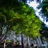 森Ⅱ＿身延山参道