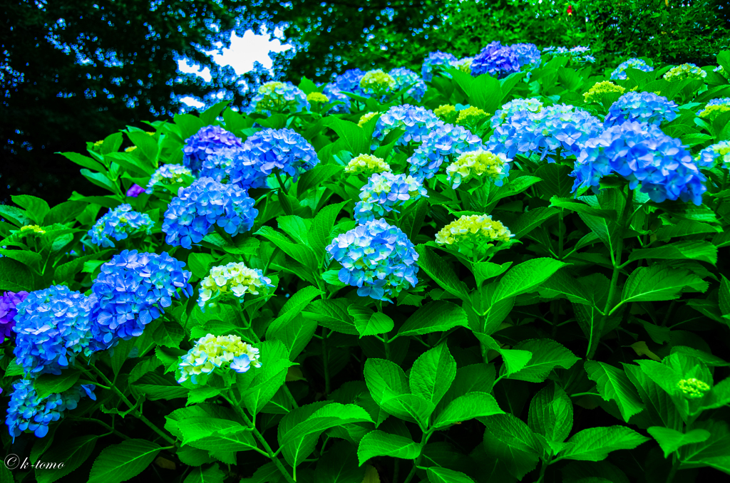 線路沿いの紫陽花③