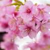2015_河津桜⑥