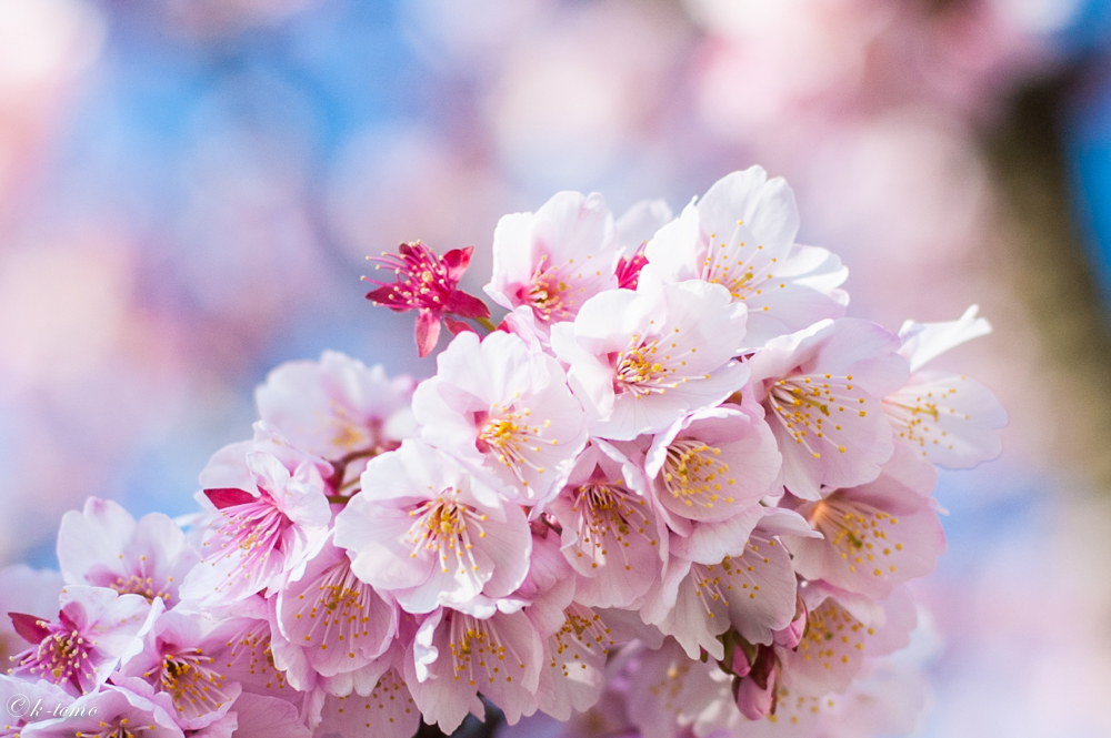 熱海桜