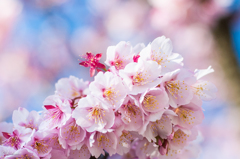 熱海桜