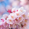 熱海桜