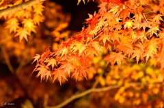 ライトアップ紅葉