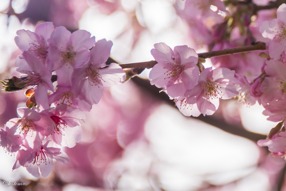 2015_河津桜②