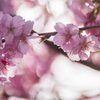 2015_河津桜②