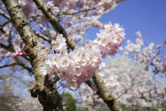 春めき桜４