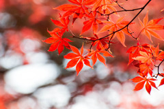 紅葉最終局面2