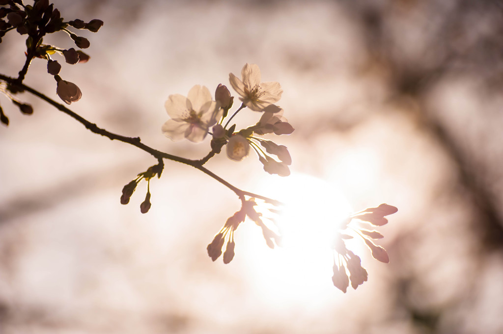 2014sakura8