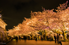 夜＿桜