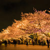夜＿桜