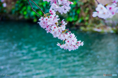 福岡の桜