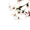2018_桜15