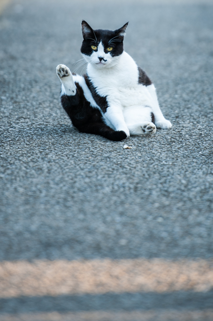 吾輩は猫である③
