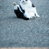吾輩は猫である③