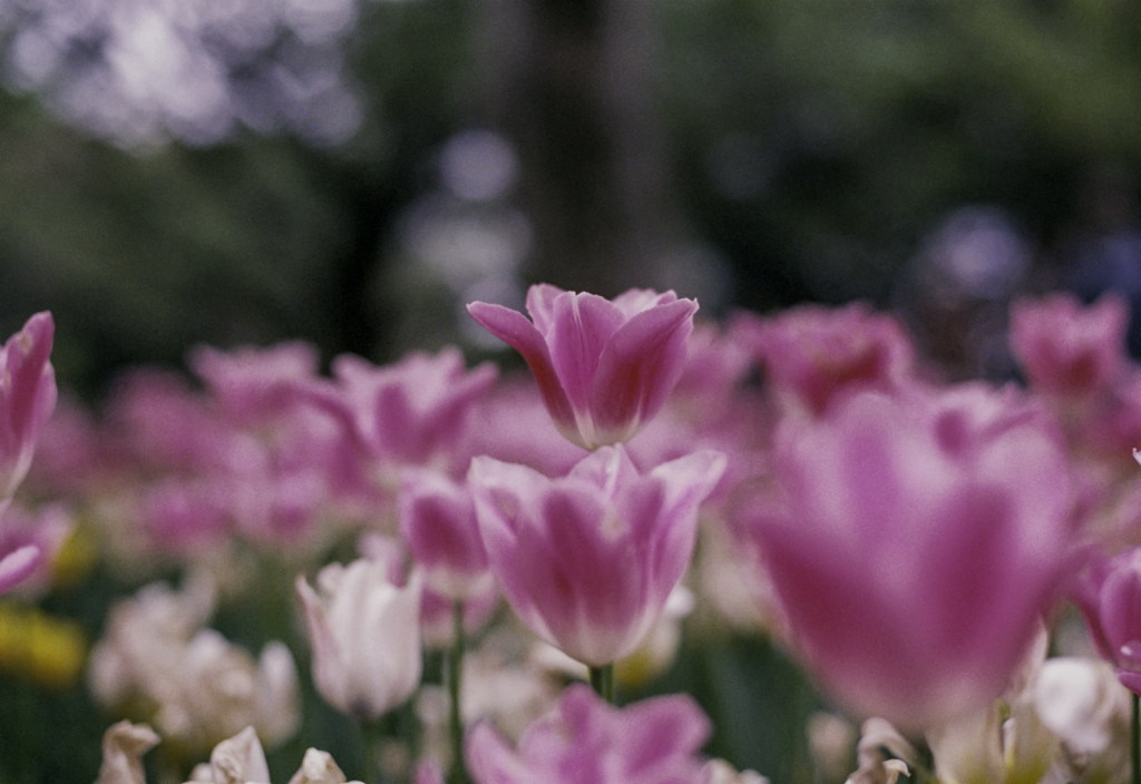 250420_公園のチューリップ④
