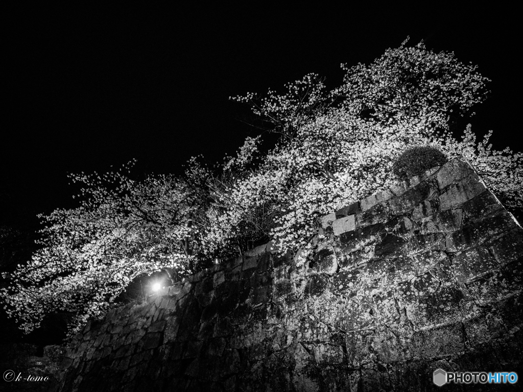 舞鶴公園の夜桜　３