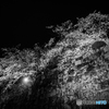 舞鶴公園の夜桜　３