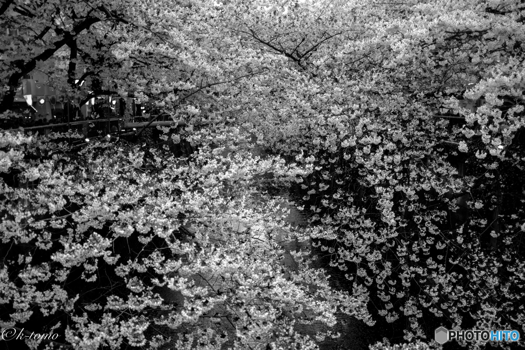 2017目黒川の桜②