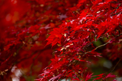 2013紅葉②