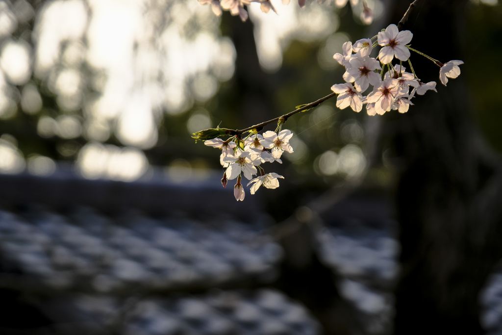 2018_桜18