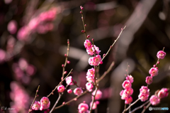 梅の季節
