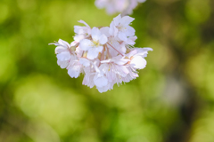 桜の花