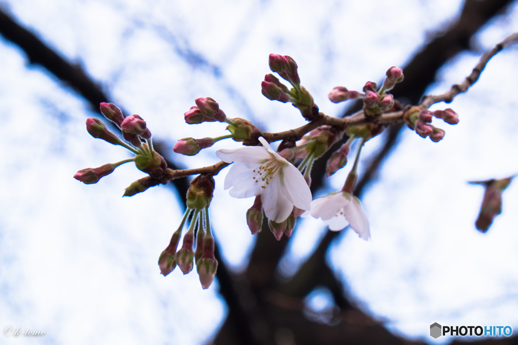 蕾まじる千鳥ヶ淵の桜