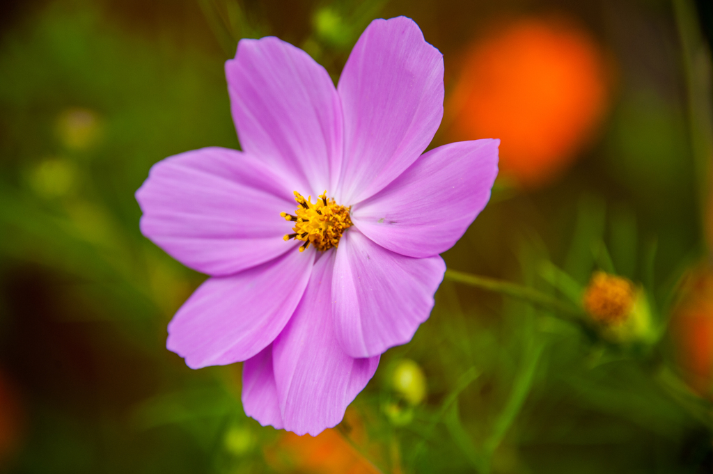 秋の花