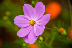 秋の花