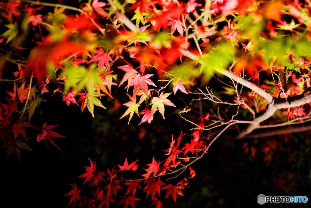 紅を求めて_人生も黄昏