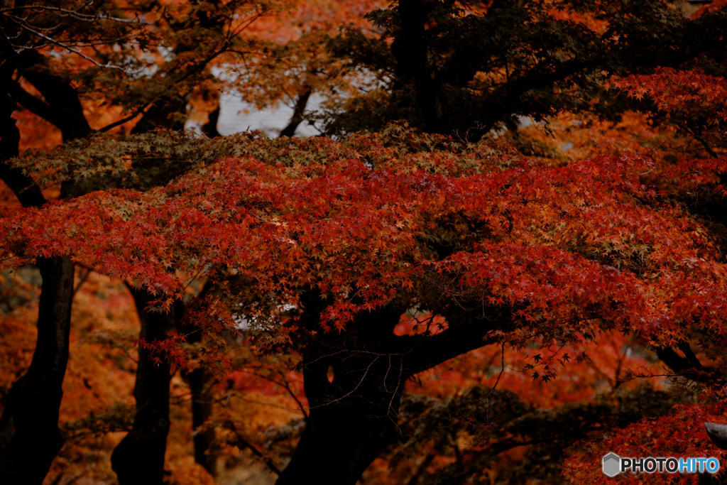 紅葉