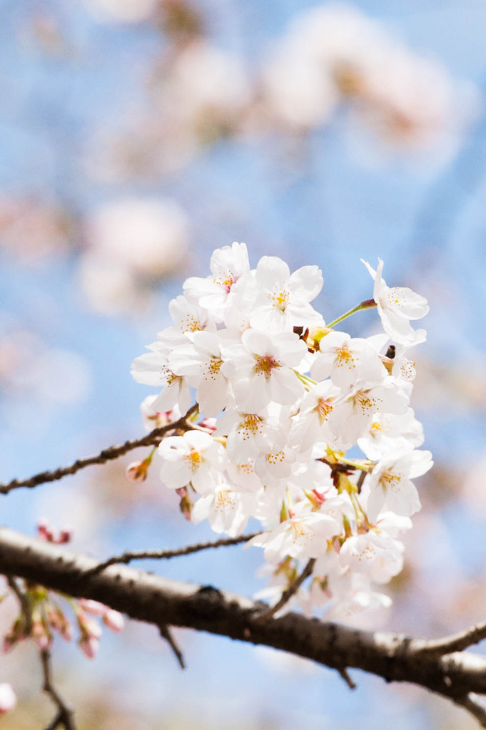 2014sakura6