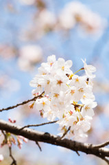 2014sakura6