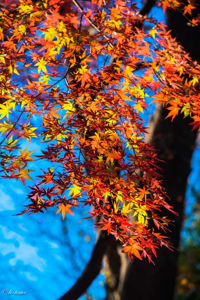 上野の紅葉②
