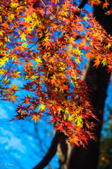 上野の紅葉②