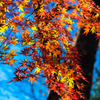 上野の紅葉②