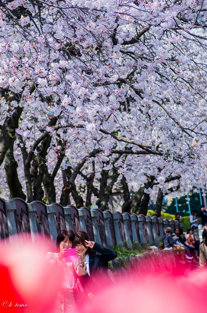 桜の樹の下で