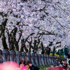 桜の樹の下で