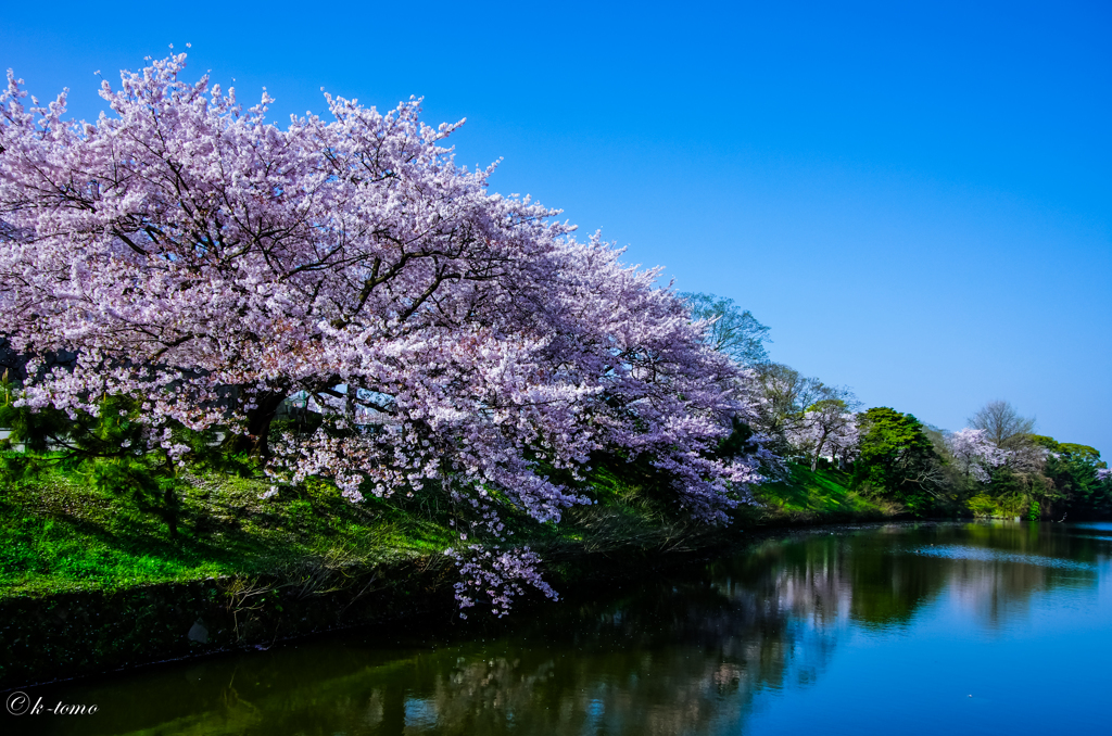 福岡城跡の桜＿昼編