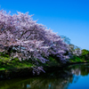 福岡城跡の桜＿昼編