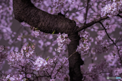 千鳥ヶ淵の桜たち