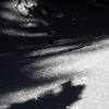 雪上の光