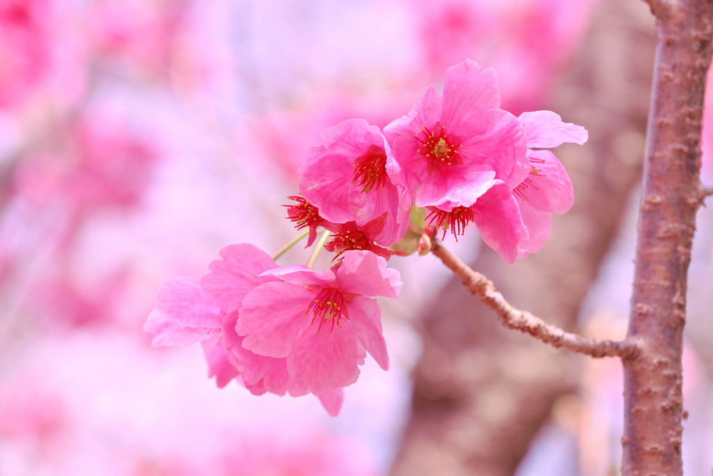 250330_公園の桜⑤