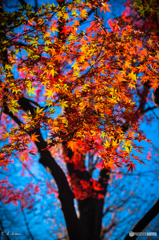 上野の紅葉③