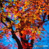 上野の紅葉③