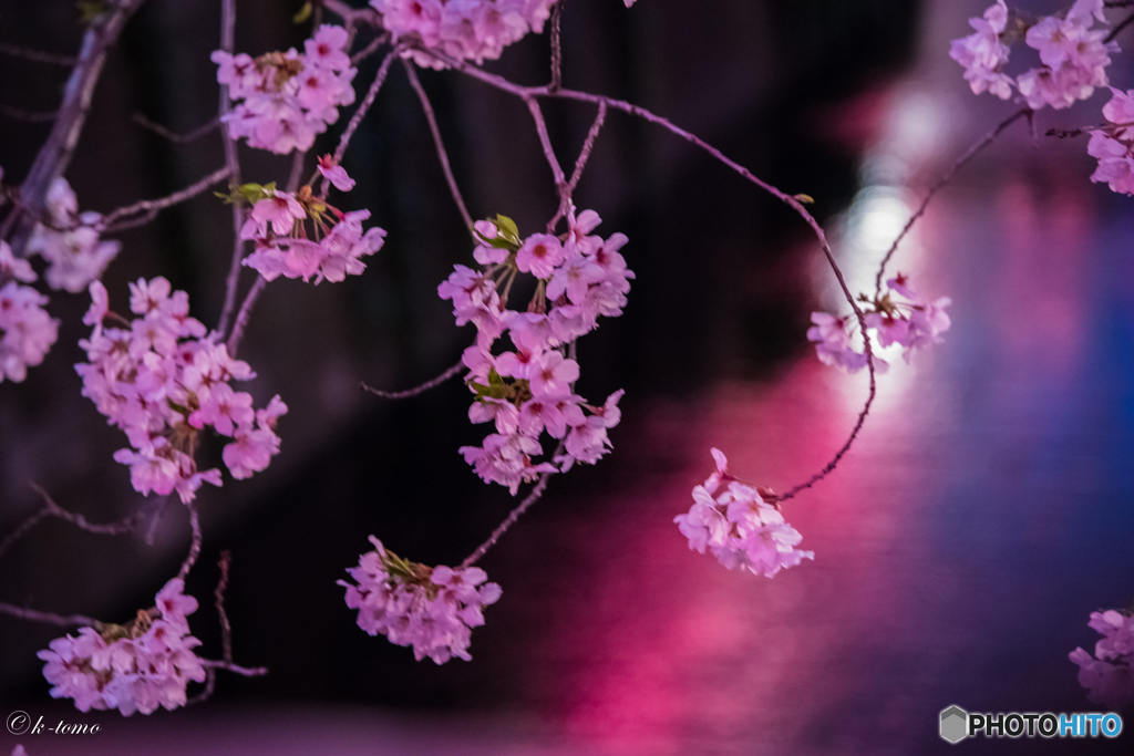 目黒川の夜桜＿７