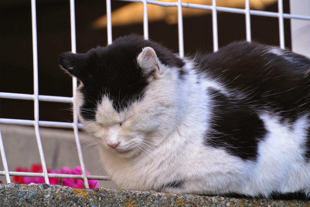 寒さ耐え忍ぶ